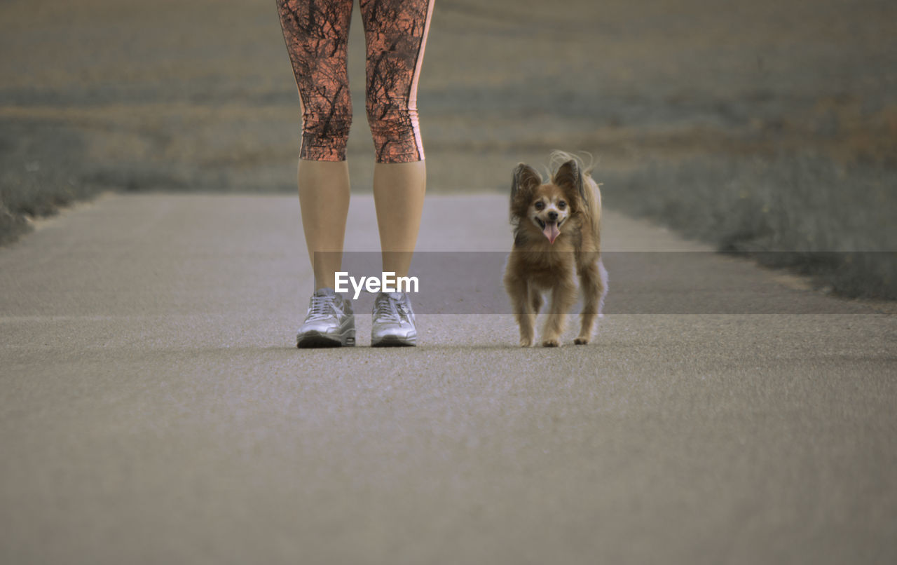 Low section of woman with dog standing on road
