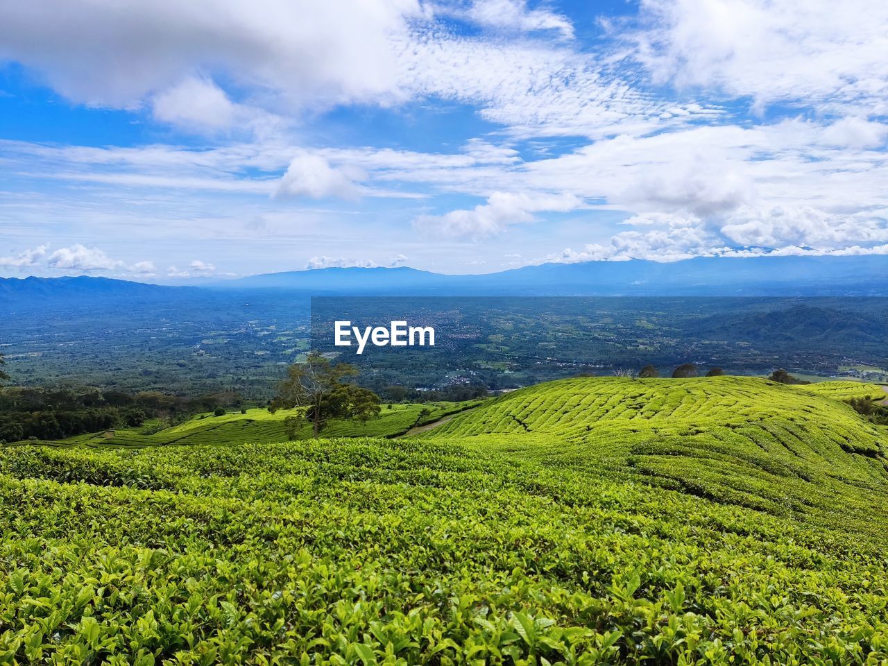 landscape, environment, land, scenics - nature, plant, sky, mountain, cloud, beauty in nature, nature, field, rural scene, crop, agriculture, tea crop, grassland, green, flower, valley, social issues, rural area, growth, tranquility, farm, travel, meadow, tree, plantation, plateau, environmental conservation, no people, assam tea, forest, foliage, food and drink, lush foliage, outdoors, plain, mountain range, tranquil scene, tourism, travel destinations, high up, freshness, natural environment, tropical climate, tea, darjeeling tea, non-urban scene, summer, food, day, vegetation, blue, tropical tree, morning, highland, grass, idyllic, vacation, tree area