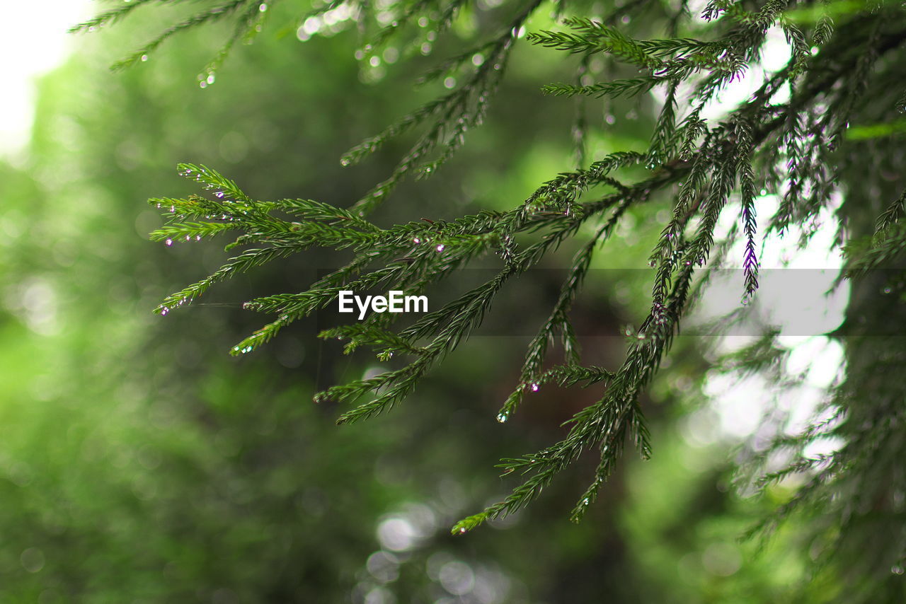 green, plant, tree, nature, branch, forest, beauty in nature, sunlight, environment, leaf, wet, no people, drop, plant part, tranquility, land, outdoors, growth, freshness, day, close-up, rain, selective focus, water, coniferous tree, focus on foreground, social issues, natural environment, pinaceae, fragility, rainforest, grass, dew, flower, spider web, environmental conservation, summer, pine tree, foliage, lush foliage, jungle, woodland