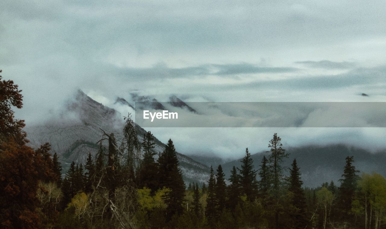 Scenic view of forest against sky