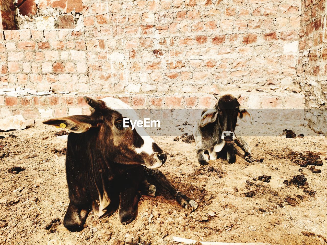 Cow sitting brick wall background