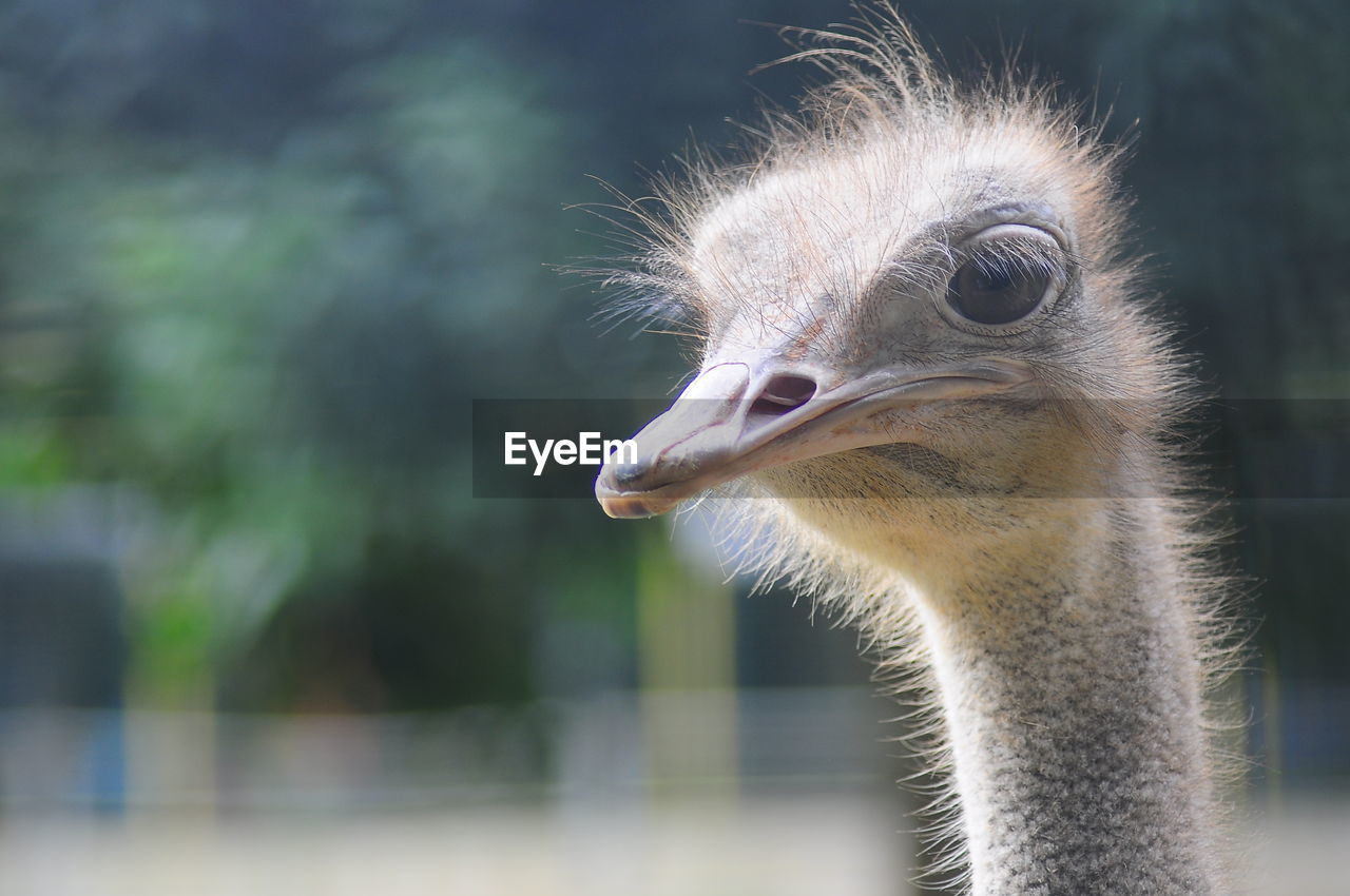 Close-up of an ostrich