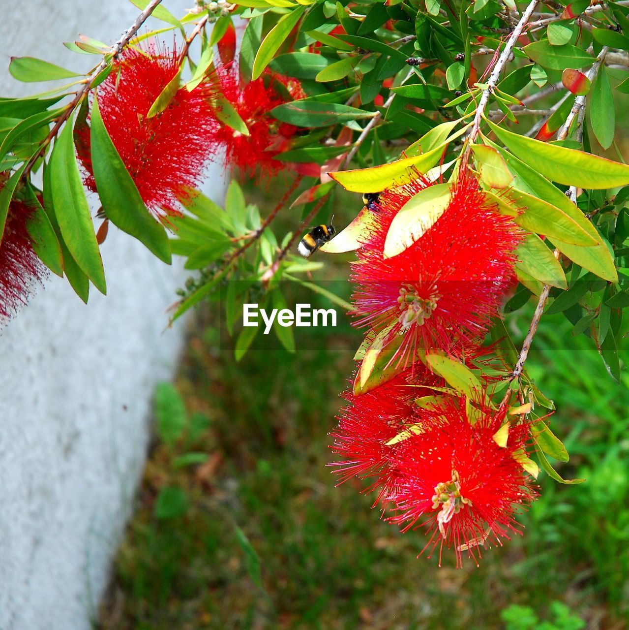 CLOSE-UP OF RED LEAVES ON TREE