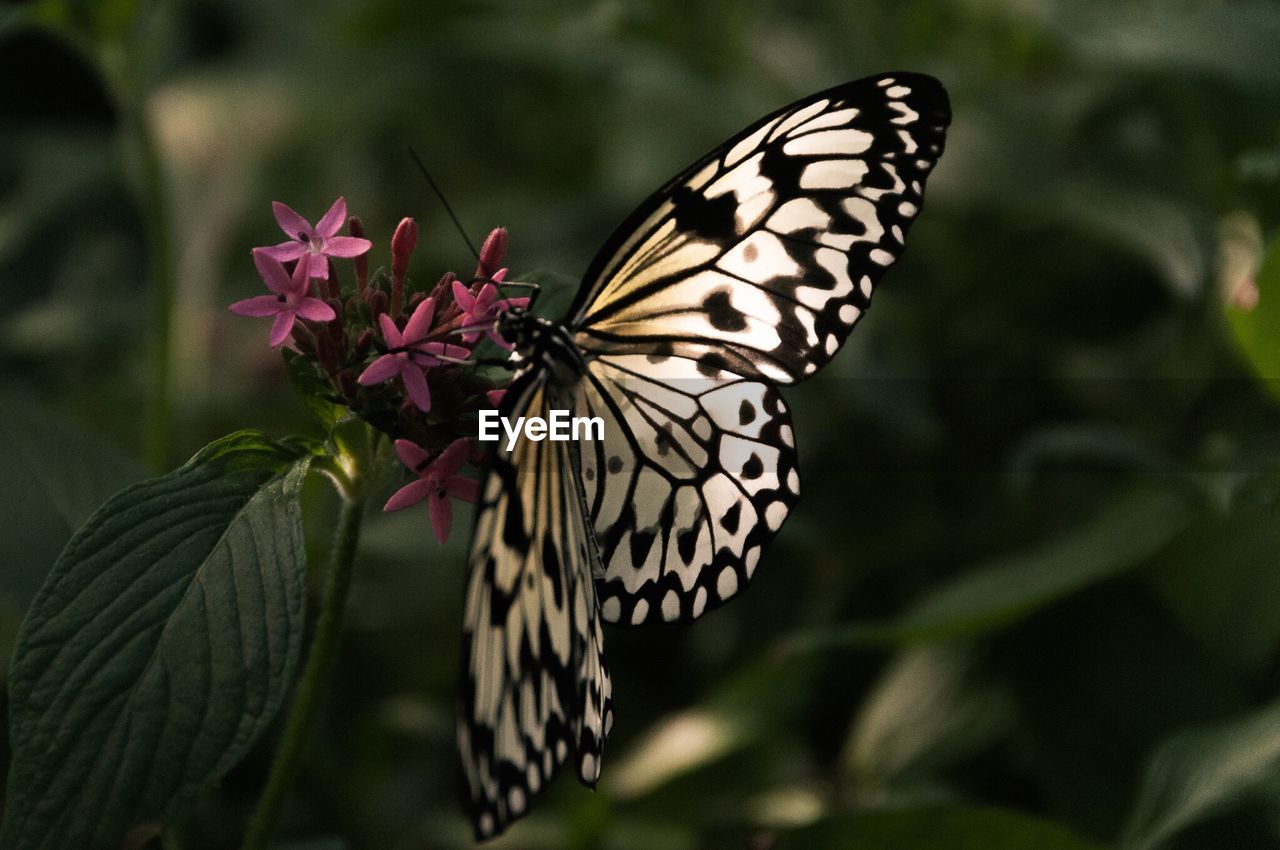 Close-up of butterfly on leaf