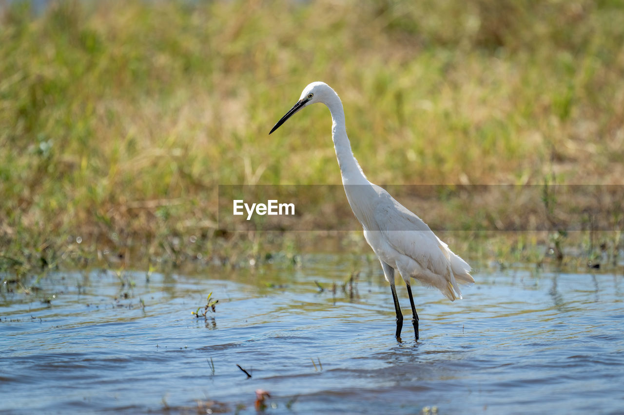 gray heron standing in water