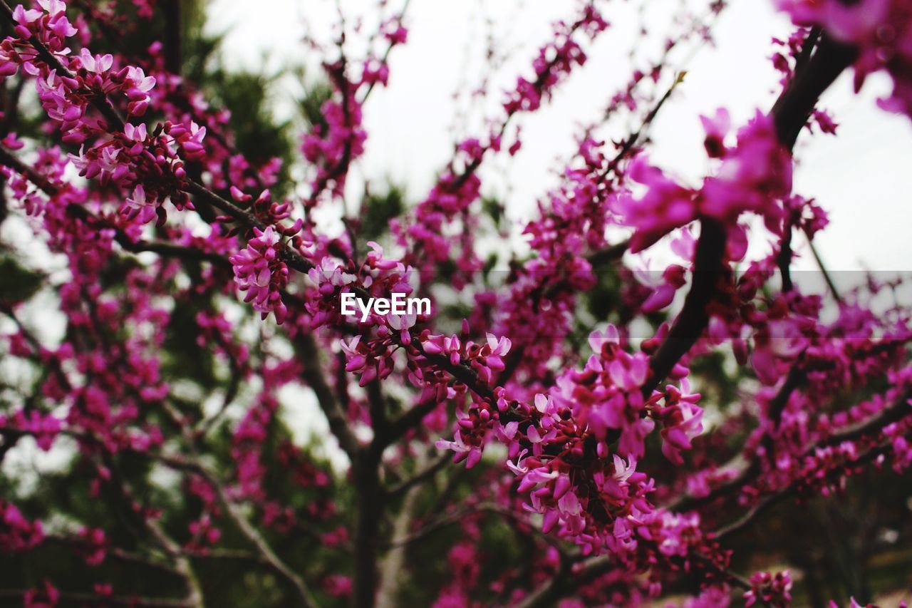 Close-up of pink flowers on branch