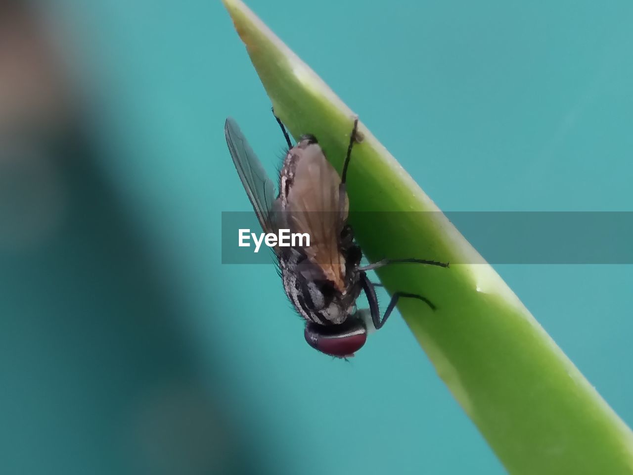 CLOSE-UP OF INSECT ON GREEN LEAF