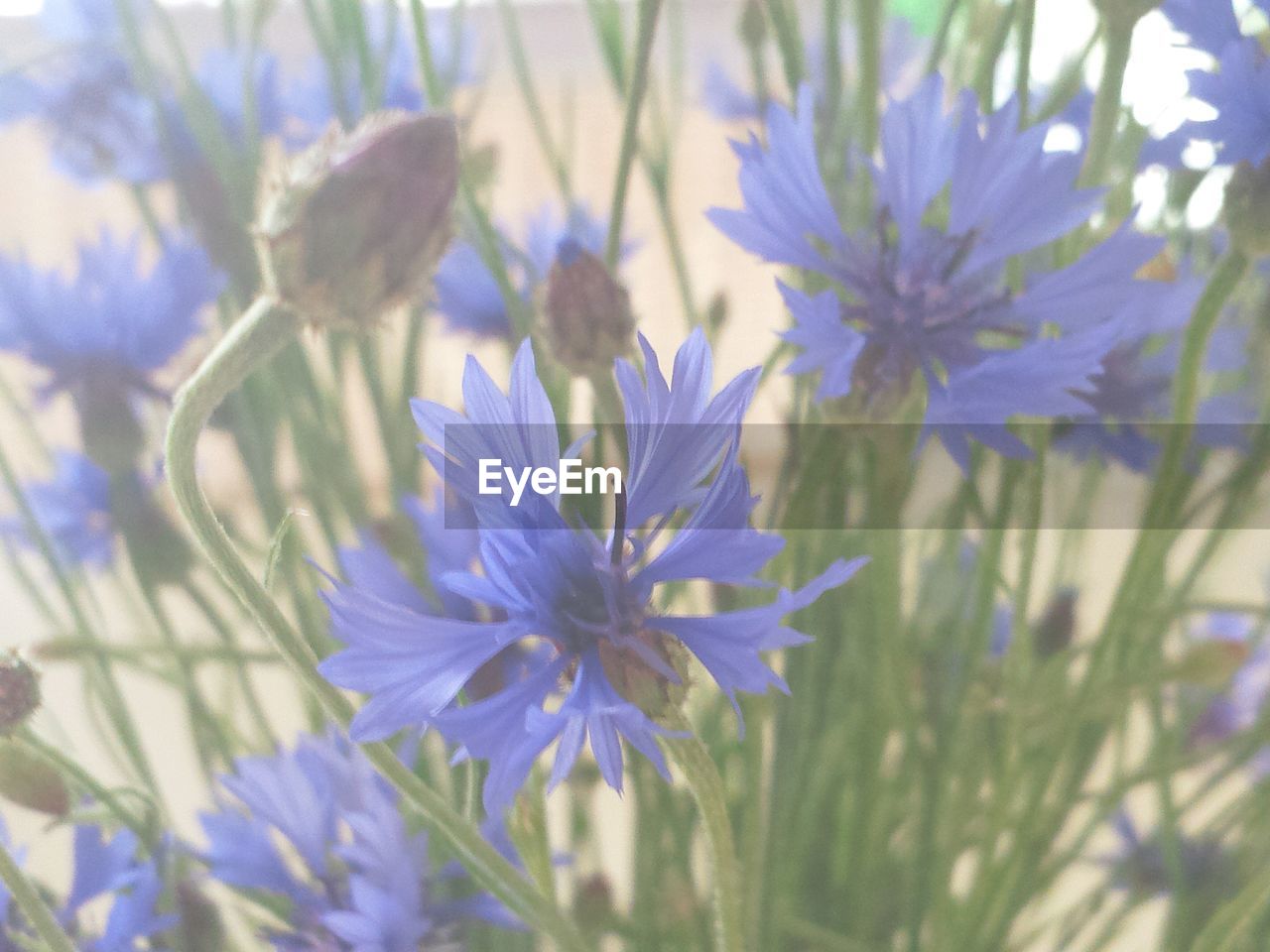 CLOSE-UP OF PURPLE FLOWERS BLOOMING OUTDOORS