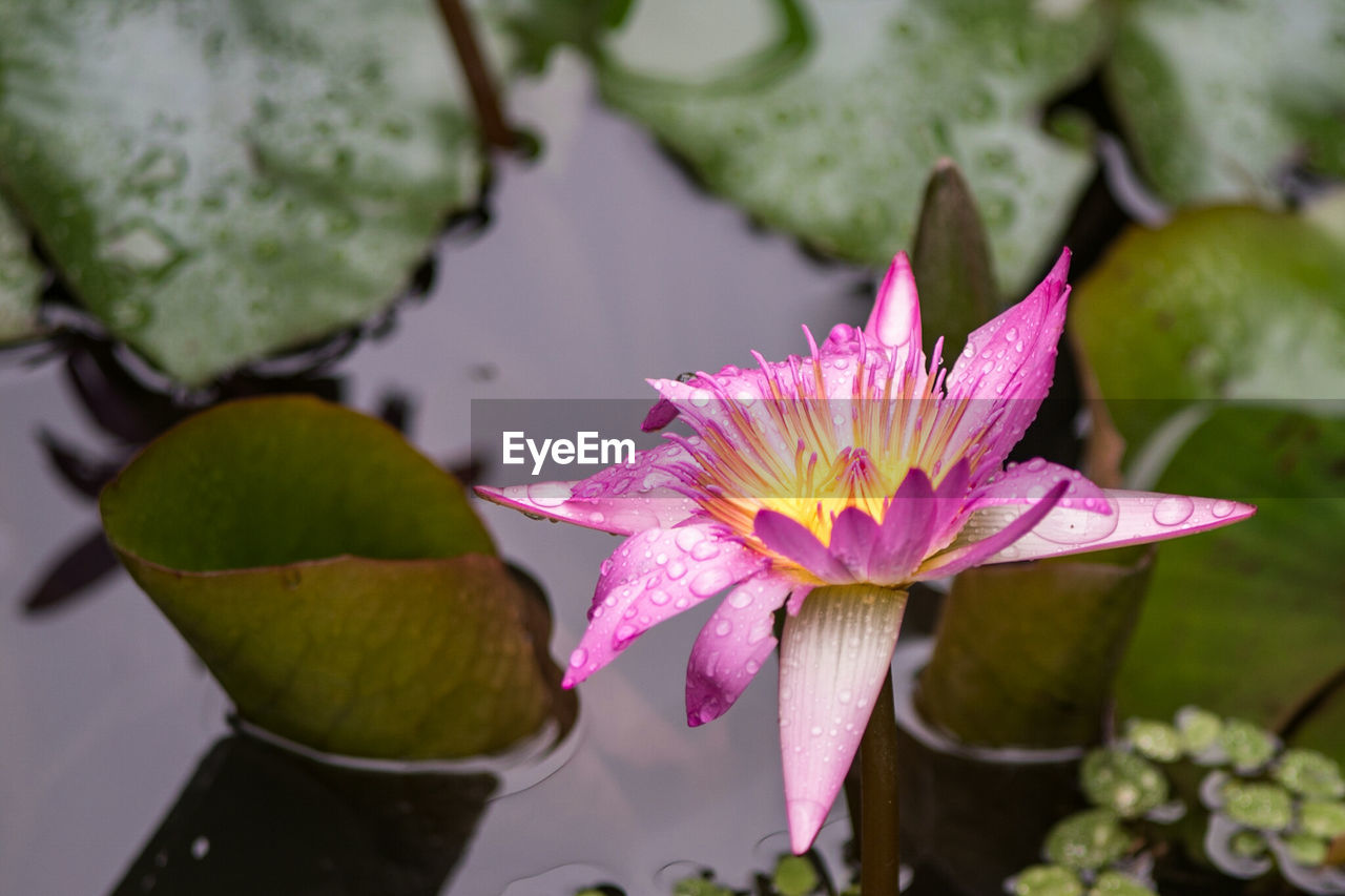 Close-up of lotus water lily in pond