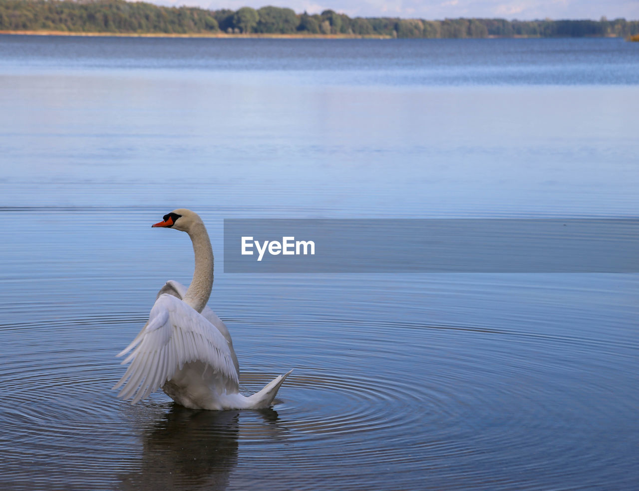 One swan flapping wings at schaalsee, germany