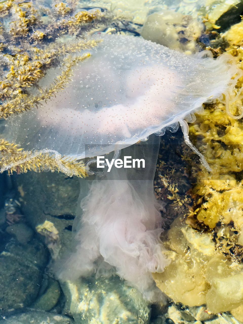 Close-up of jellyfish swimming in sea