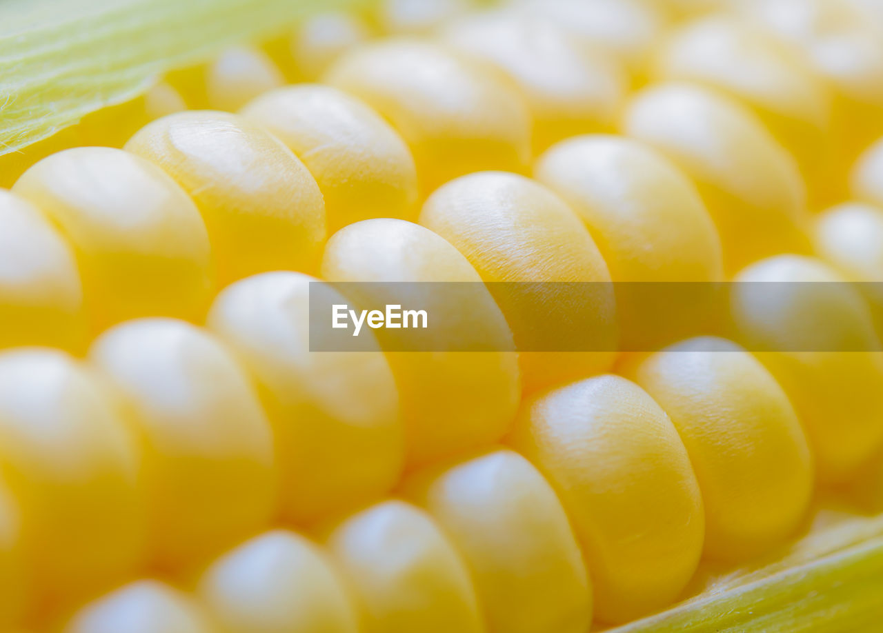 close-up of corn