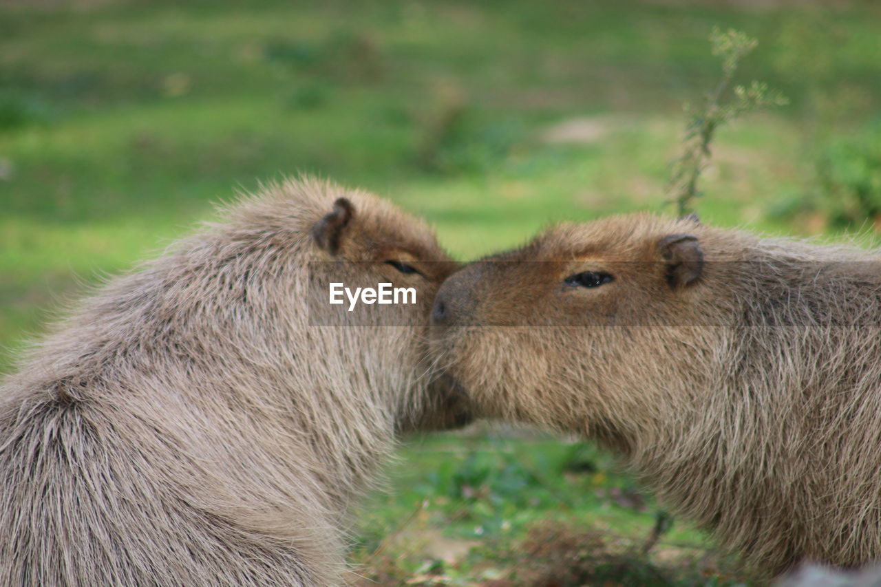 Close-up of capybaras on field