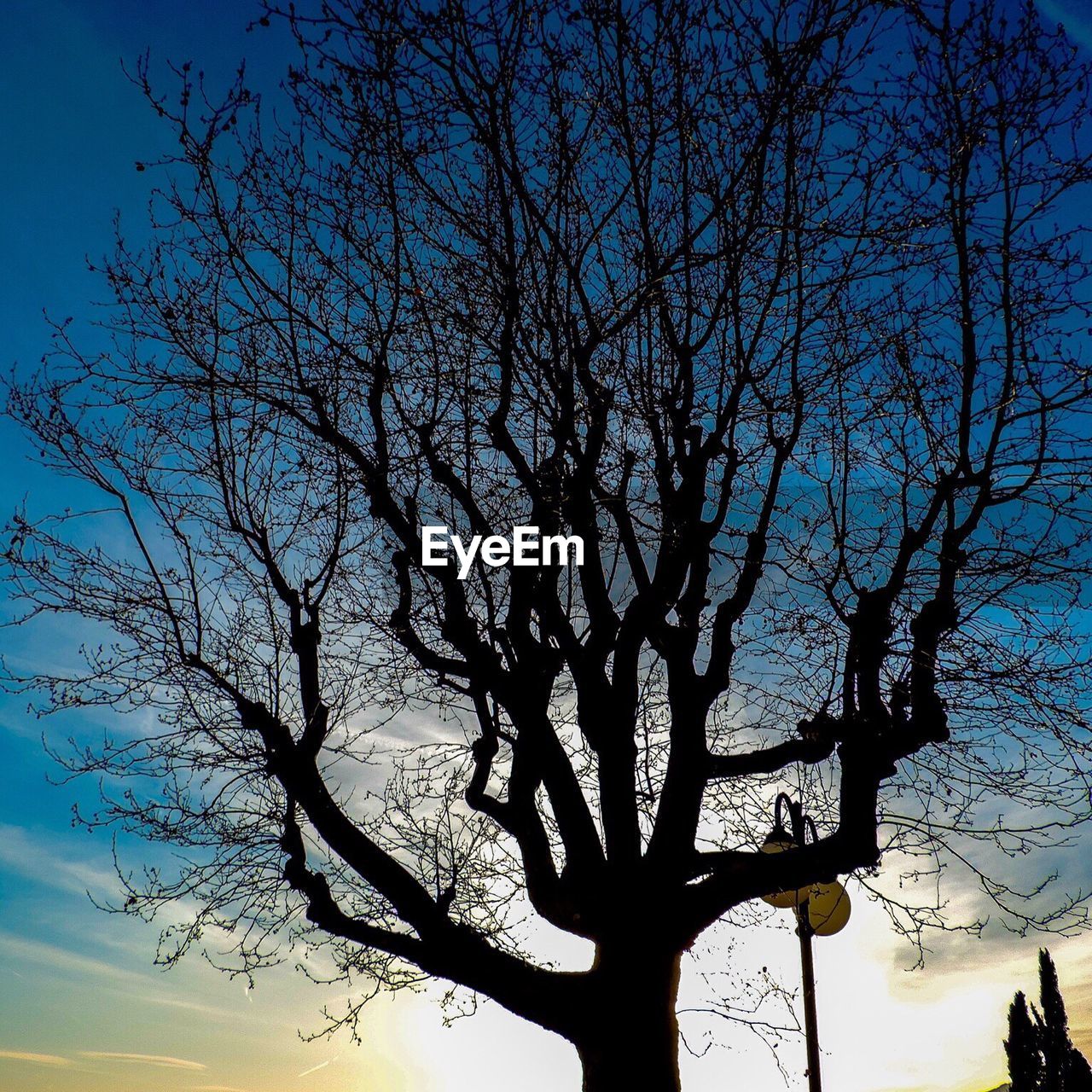 SILHOUETTE OF BARE TREE AGAINST BLUE SKY