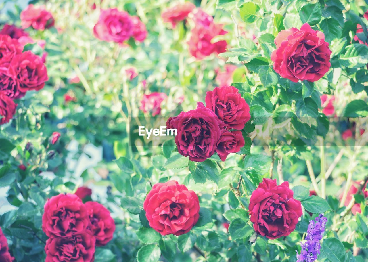 CLOSE-UP OF PINK ROSES ON PLANT