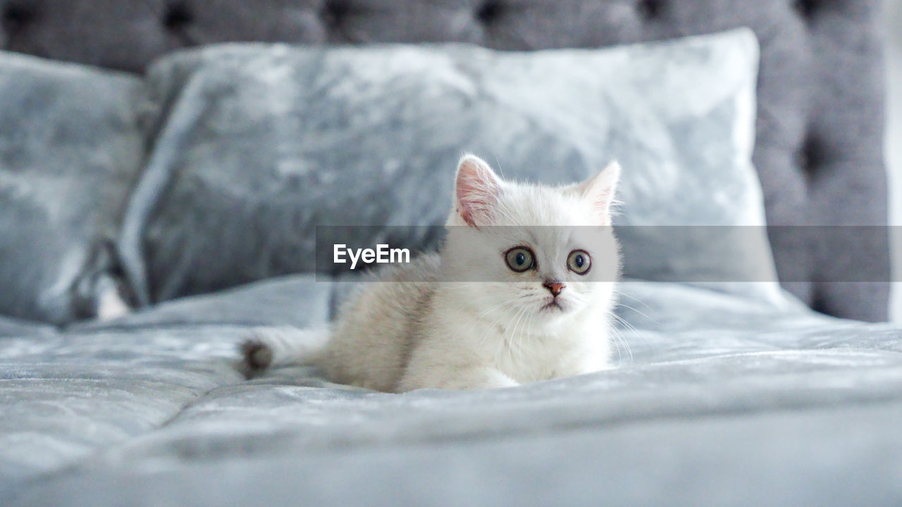 Close-up portrait of white scottish kitten on bed at home