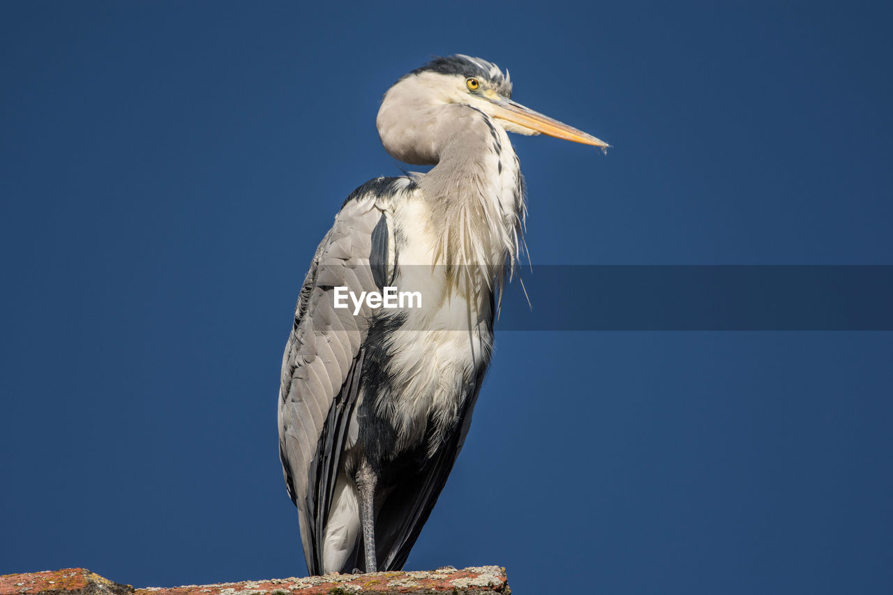 CLOSE-UP OF GRAY HERON PERCHING AGAINST BLUE SKY