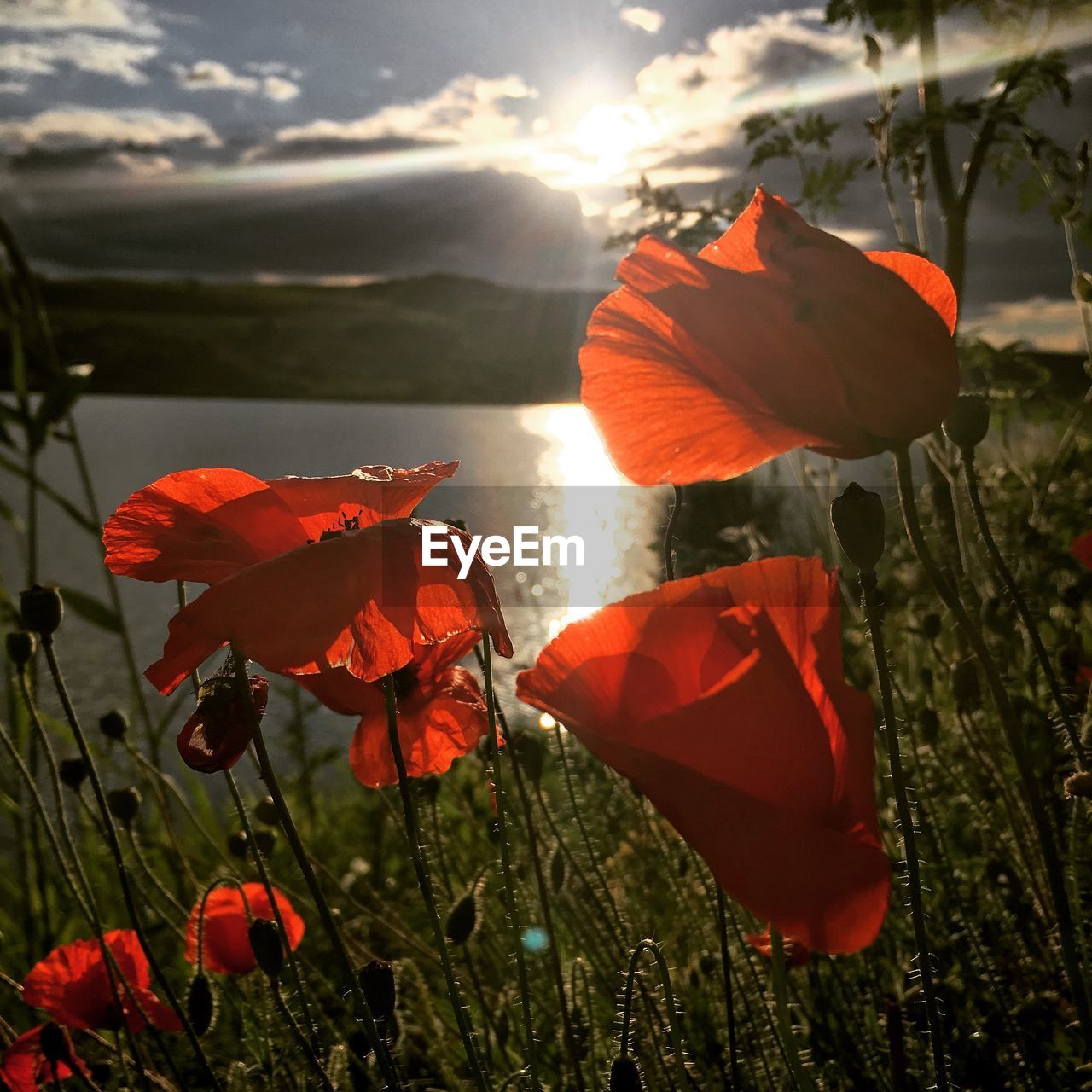 CLOSE-UP OF RED POPPIES ON FIELD