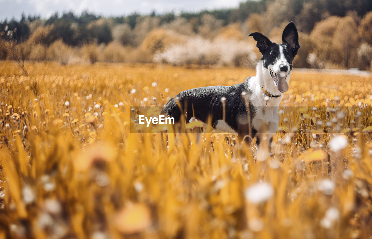 Pretty little dog standing among autum fields