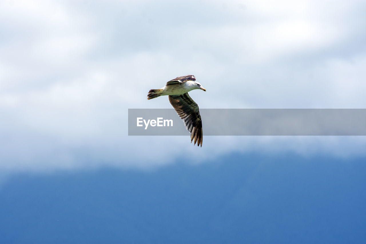 LOW ANGLE VIEW OF EAGLE FLYING AGAINST SKY