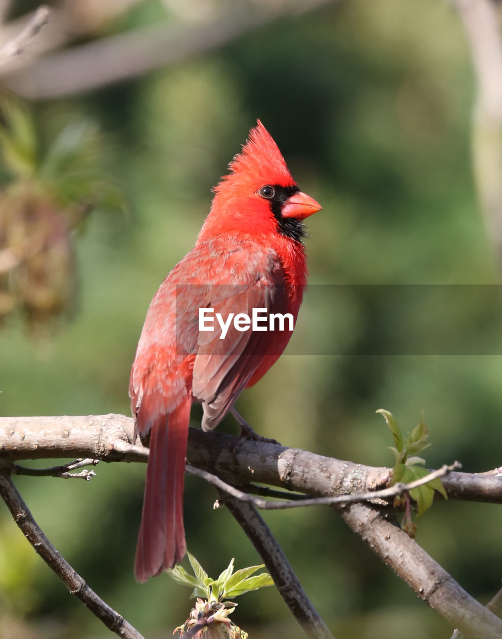 Northern cardinal