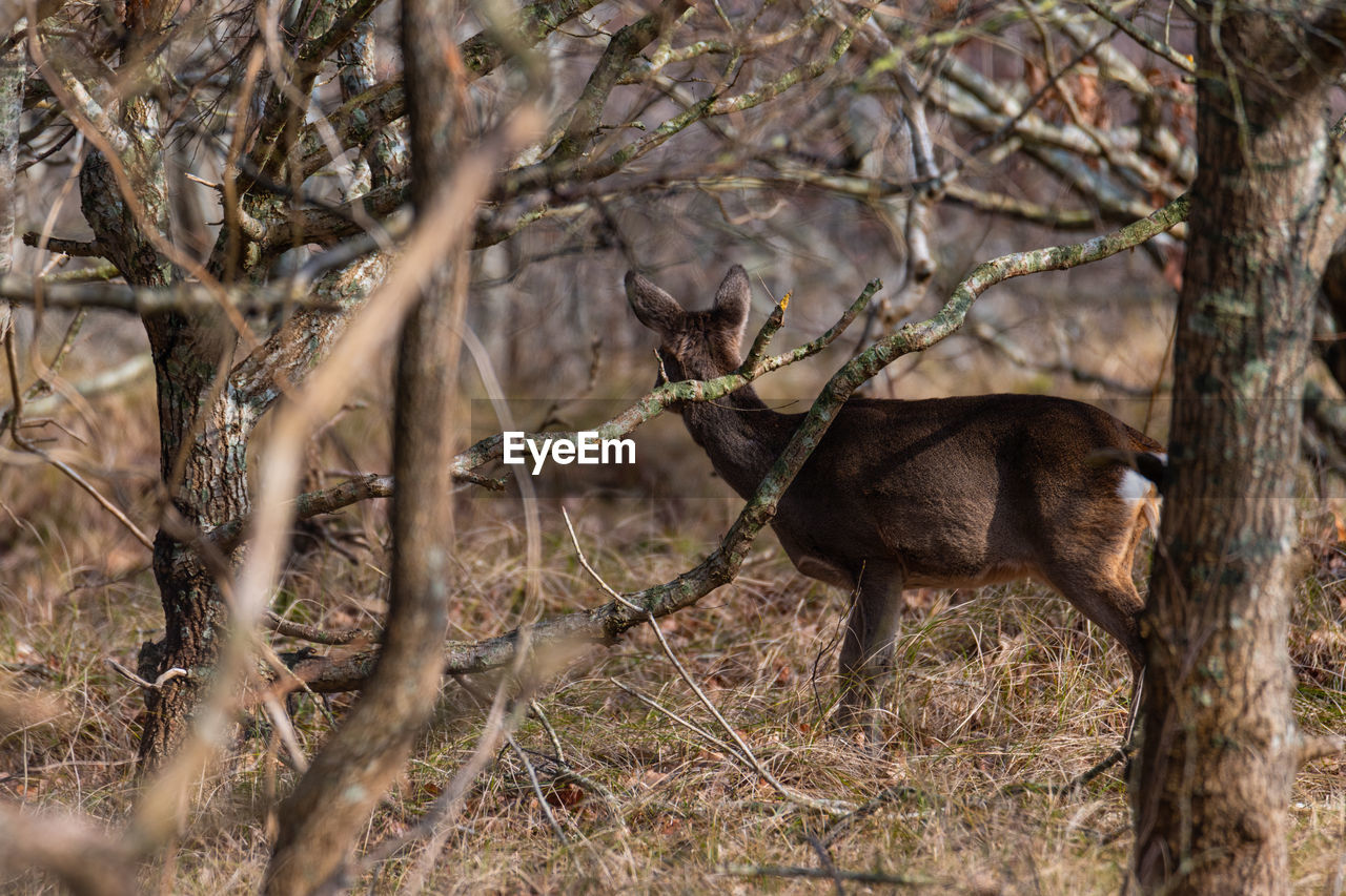 animal, animal themes, animal wildlife, tree, mammal, wildlife, plant, one animal, nature, no people, deer, branch, forest, land, outdoors, tree trunk, trunk, day, tourism, environment, travel destinations