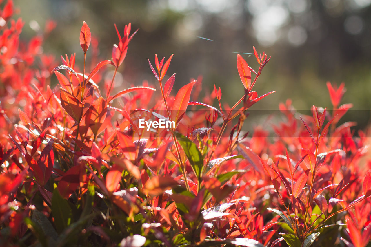 Close-up of red flowers