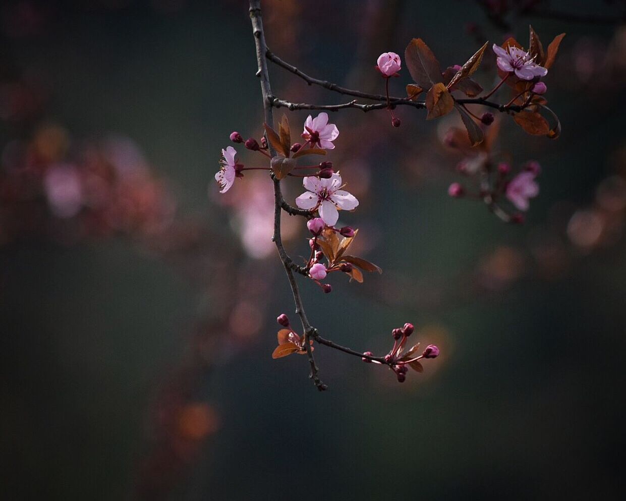 Close-up of pink flowers on branch