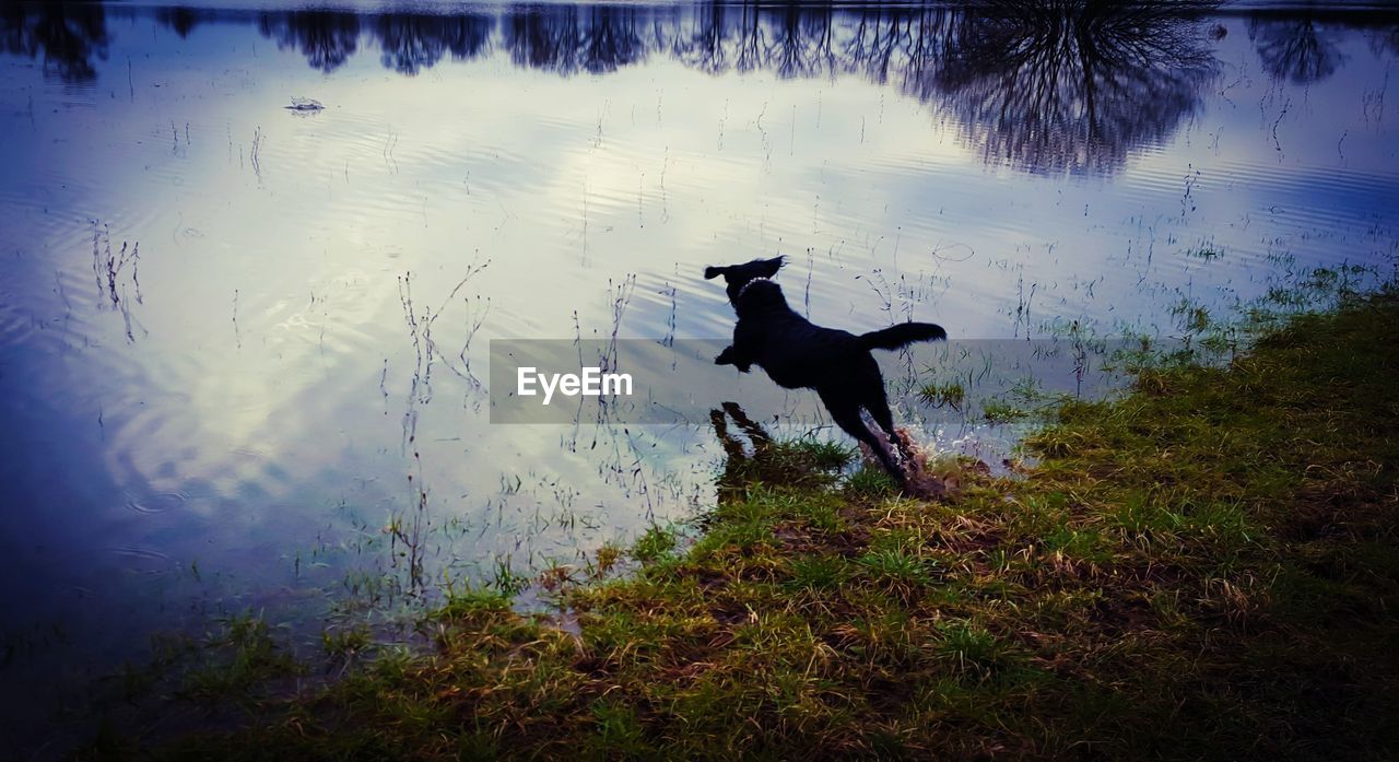 Rear view of dog jumping into lake