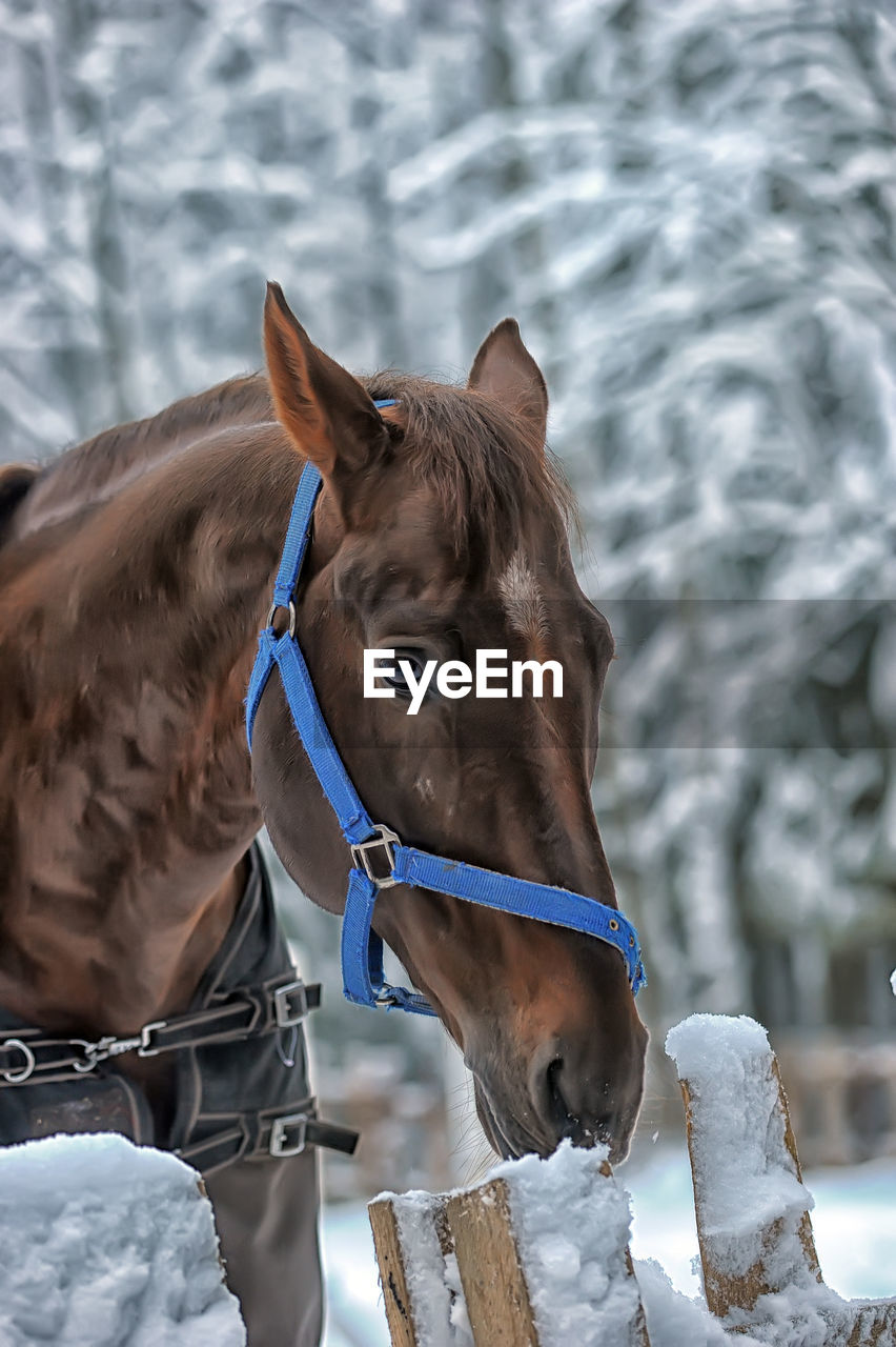 HORSE STANDING IN A SNOW COVERED LANDSCAPE