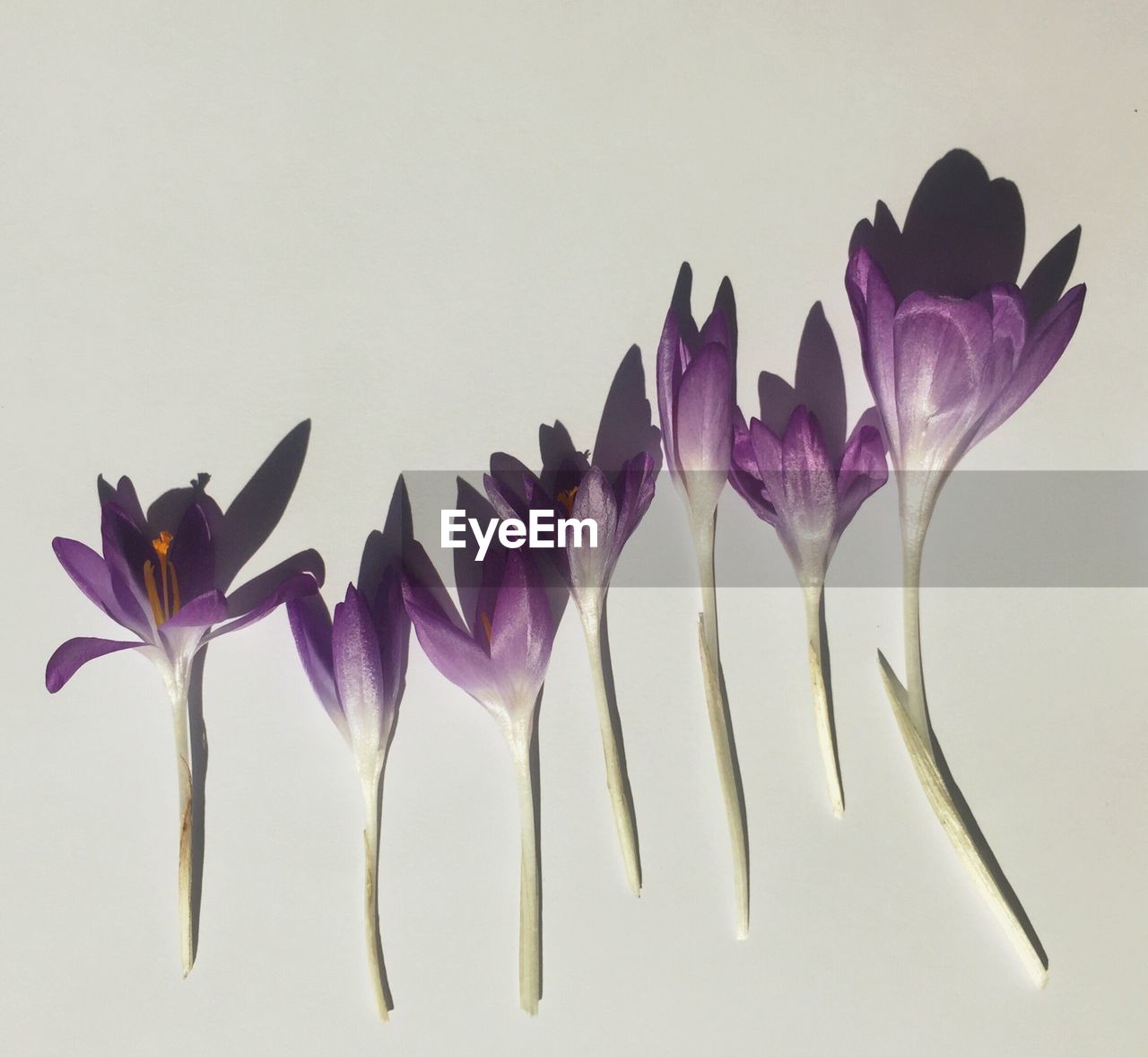 Directly above shot of crocuses on white table