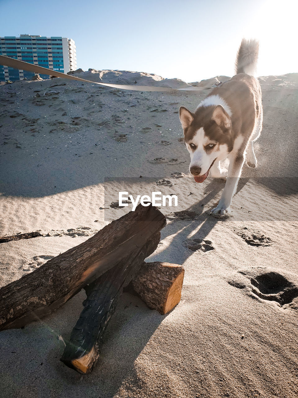 DOG LYING ON SAND