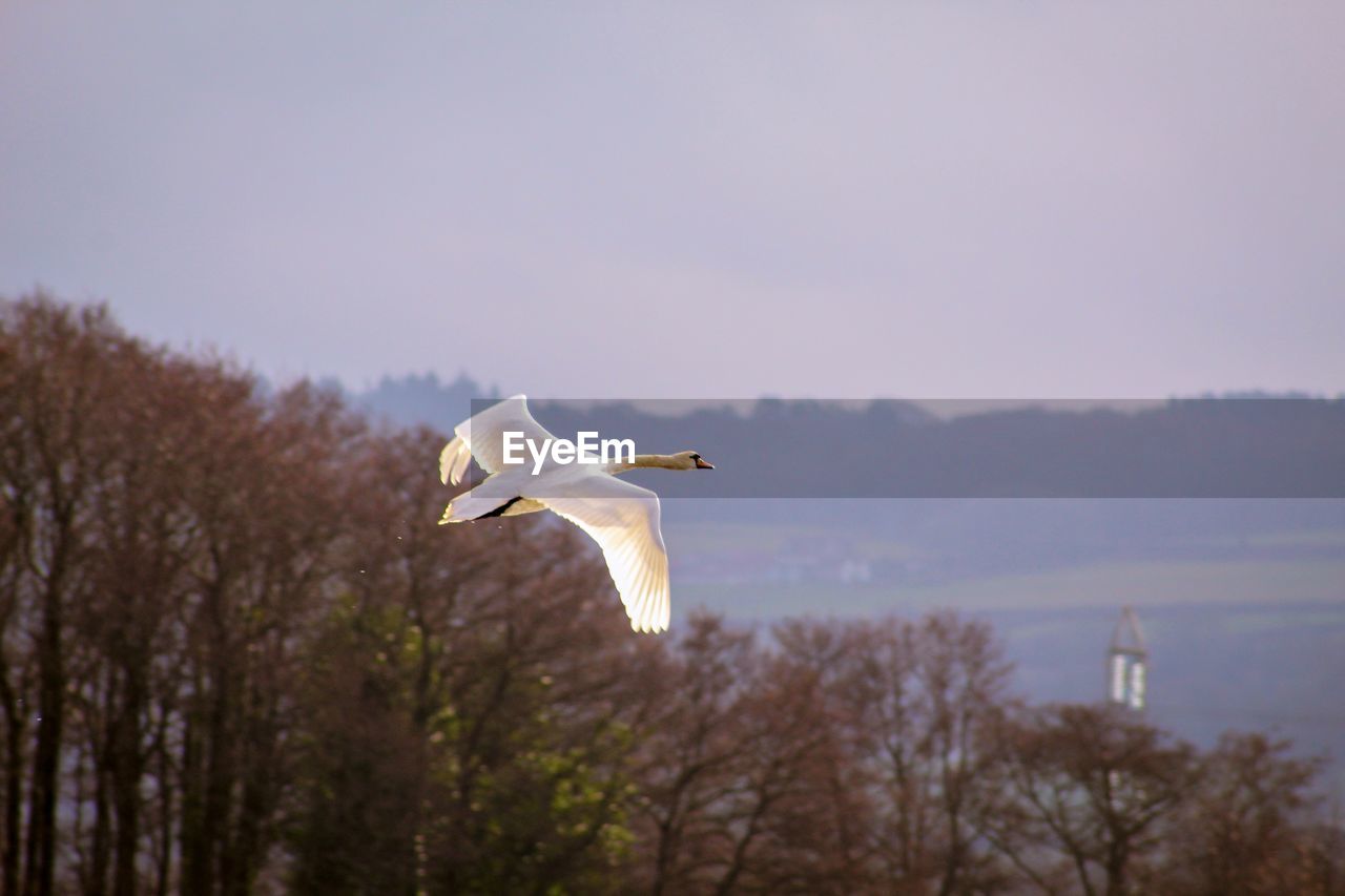 Swan flying against the sky