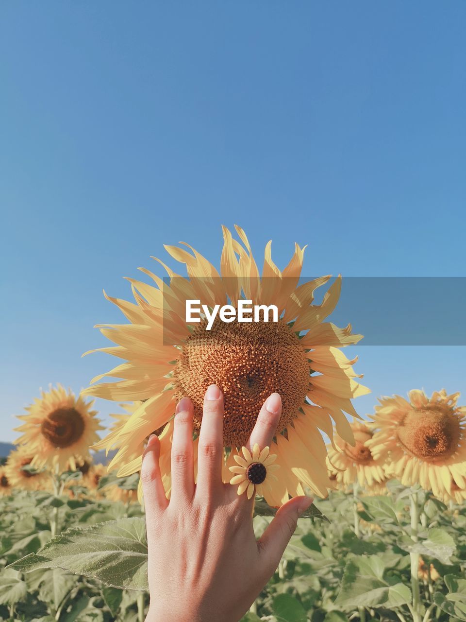 Close-up of hand holding sunflower against clear sky