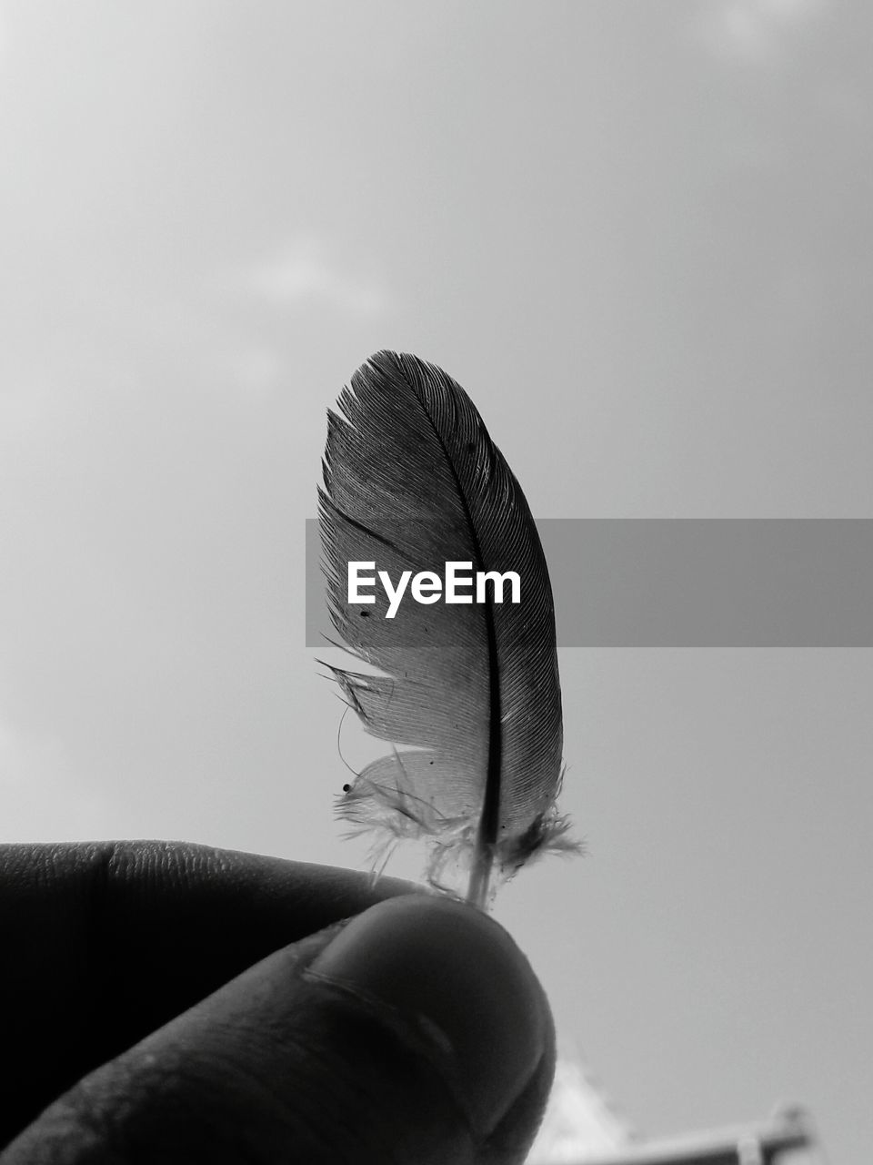 Cropped image of hand holding feather against clear sky