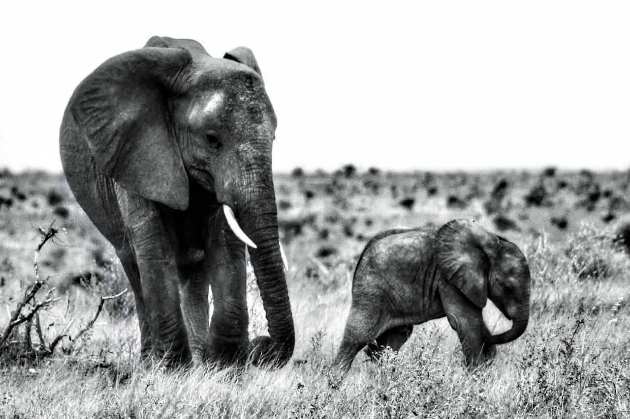 Elephant with calf on field