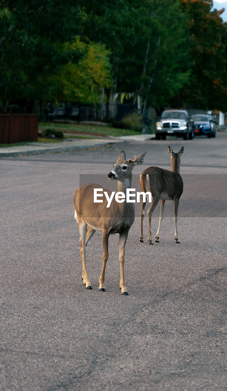 Portrait of deer standing in a city street