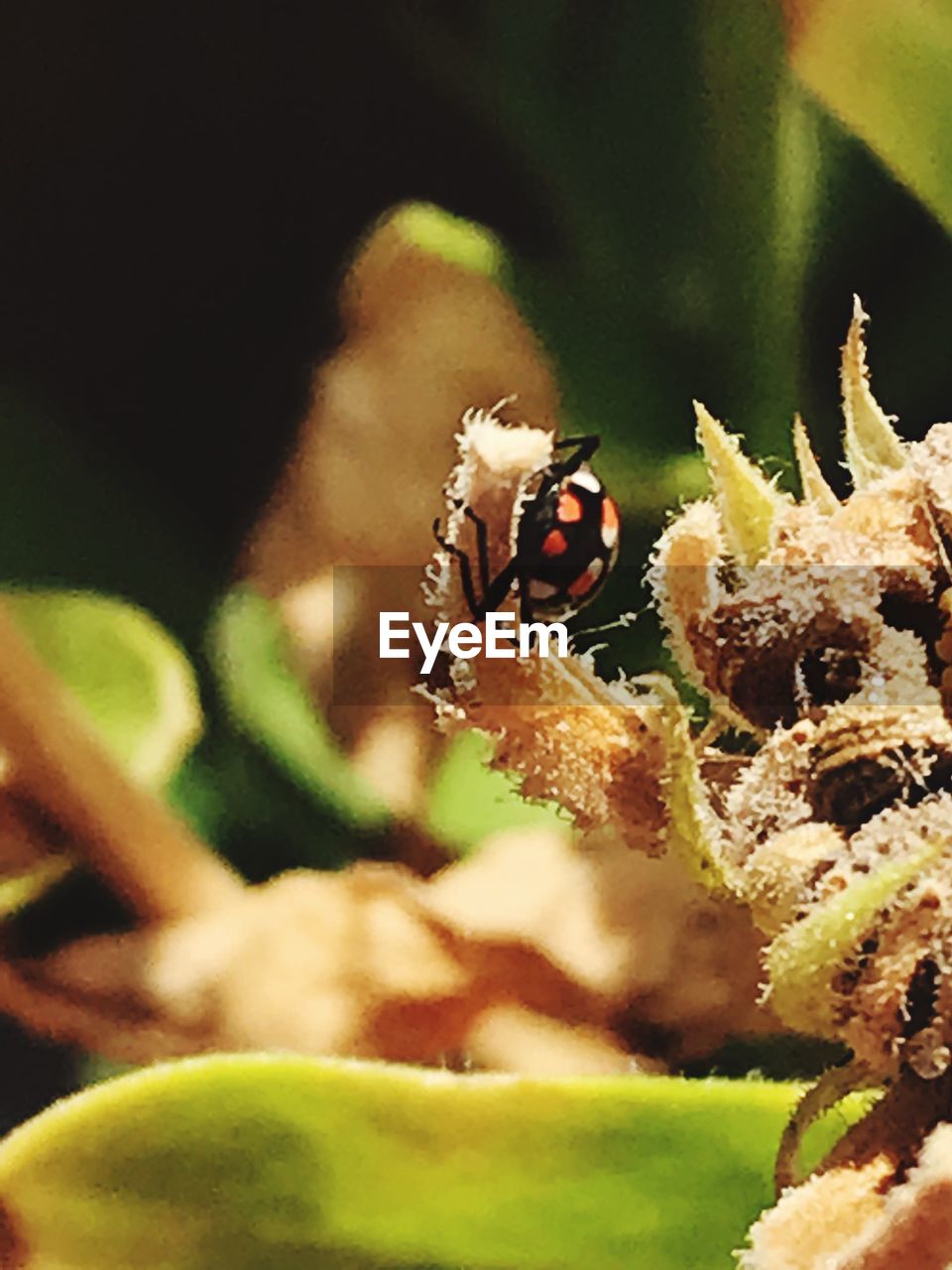 CLOSE-UP OF LADYBUG ON FLOWER PLANT