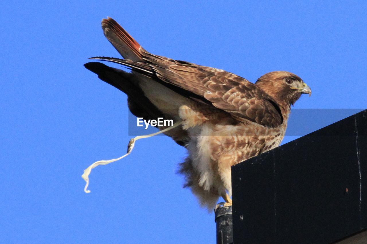 LOW ANGLE VIEW OF EAGLE PERCHING ON THE SKY