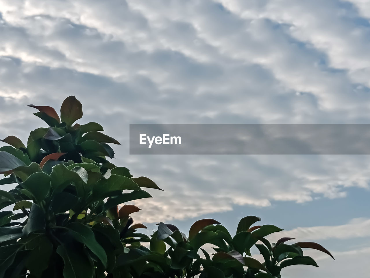 CLOSE-UP OF PLANT AGAINST CLOUDY SKY