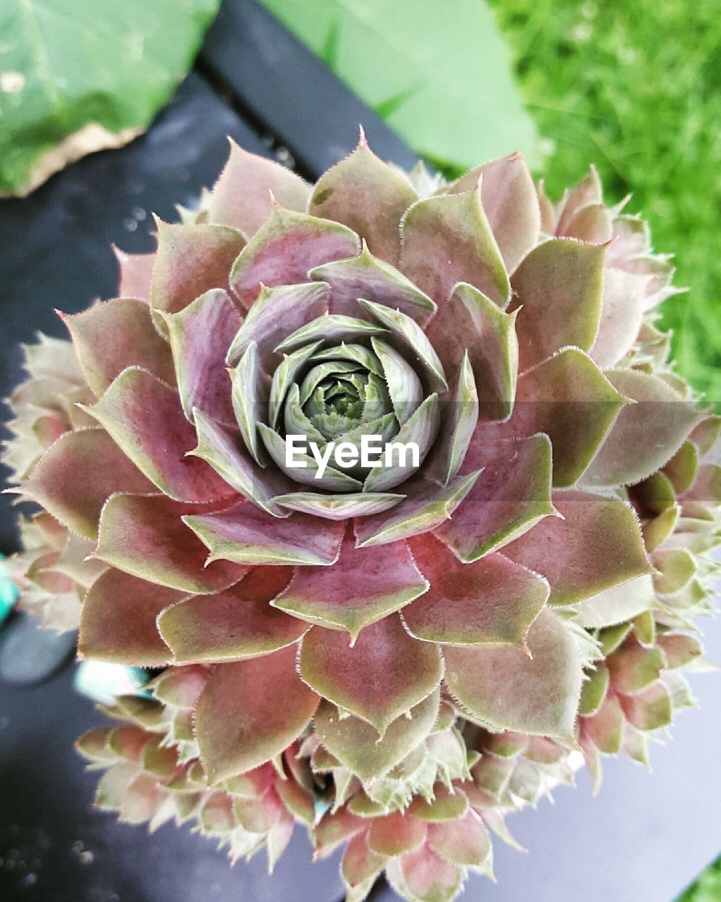 CLOSE-UP OF ROSE PLANT