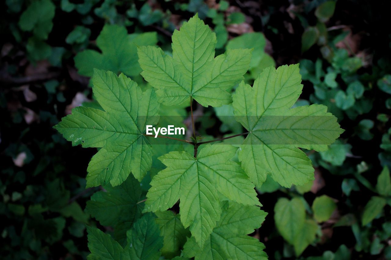 Close-up of green leaves