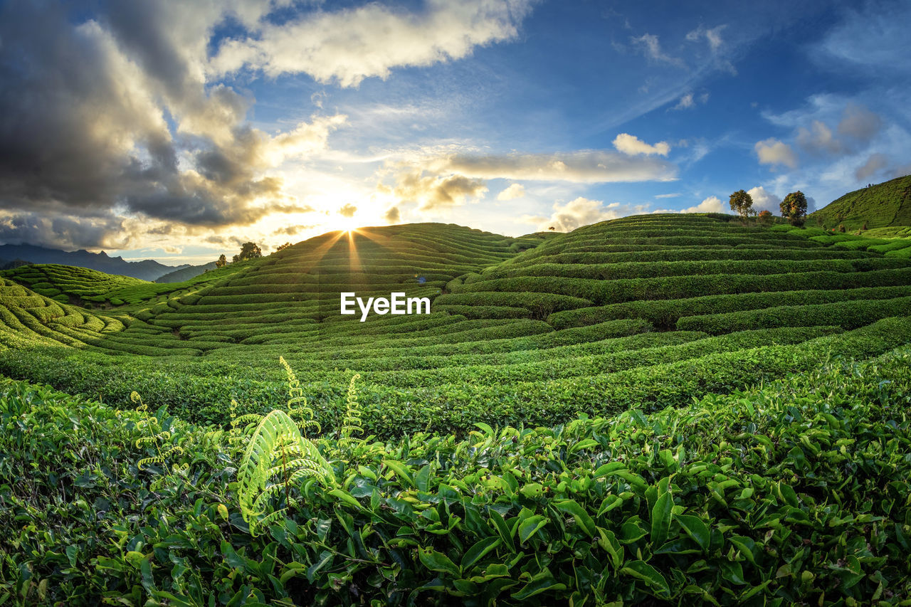 Scenic view of agricultural field against sky