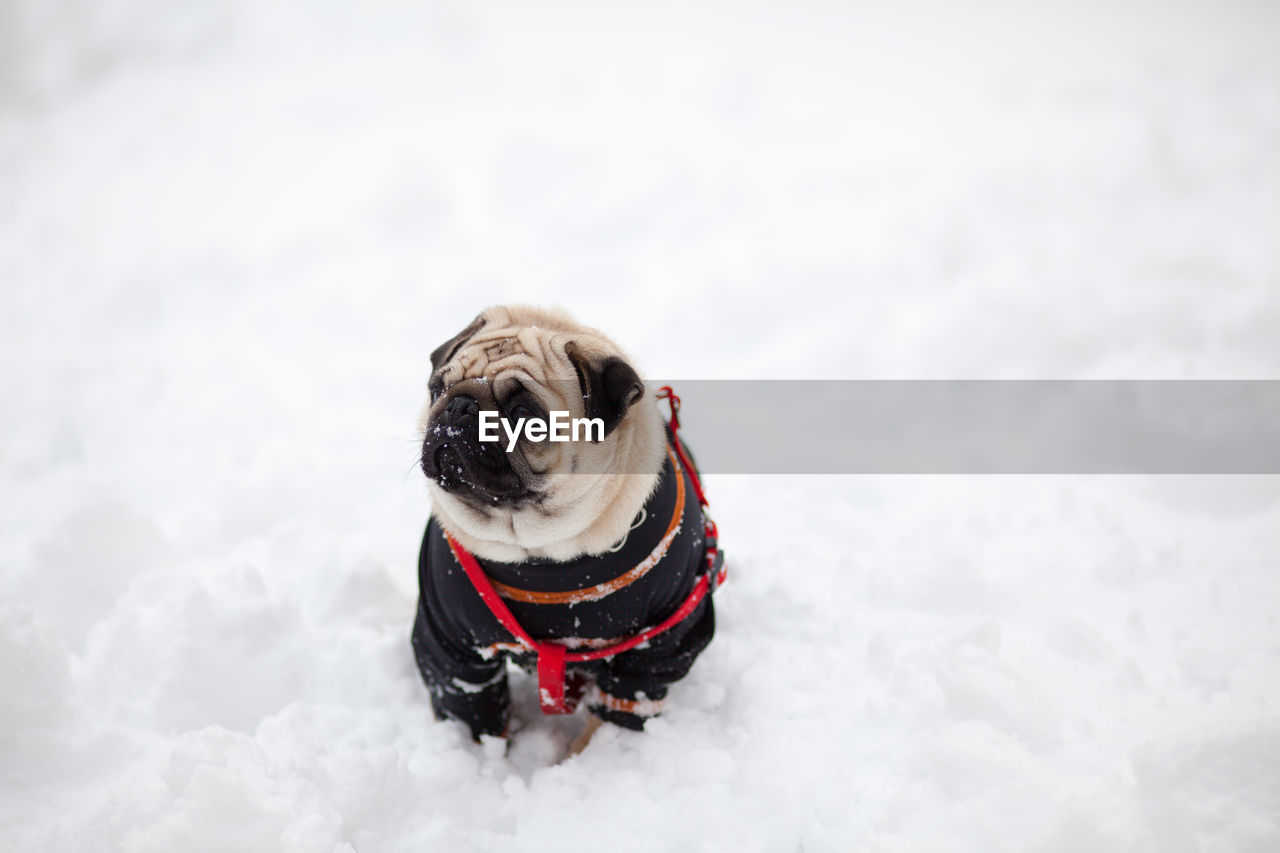 Pug dog on snow covered field