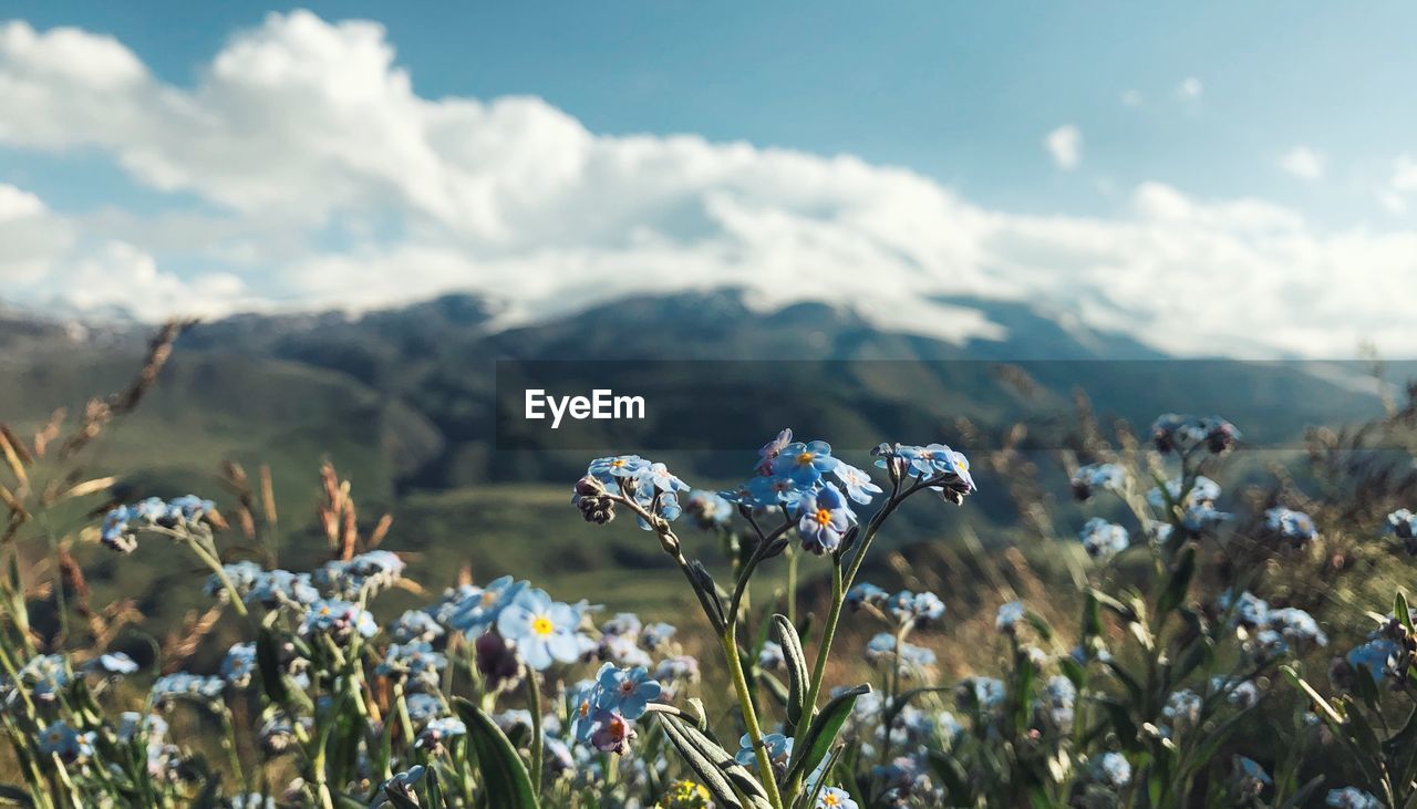 CLOSE-UP OF FLOWERING PLANTS ON FIELD