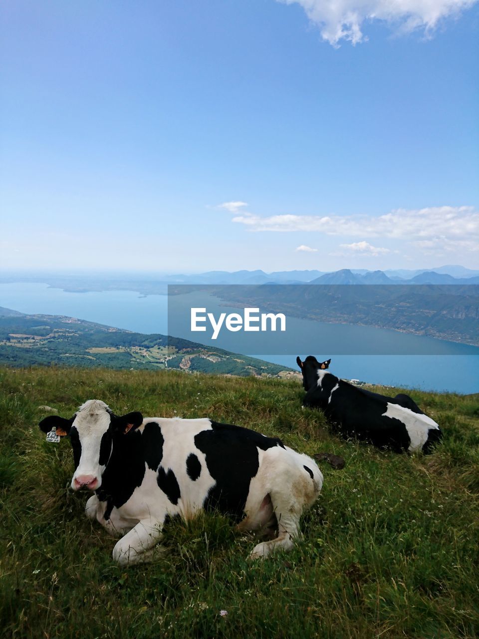 COWS ON FIELD AGAINST SKY