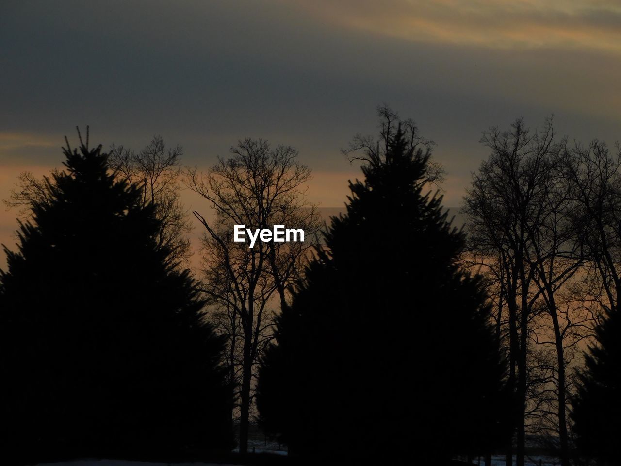 LOW ANGLE VIEW OF SILHOUETTE BARE TREES AGAINST SKY