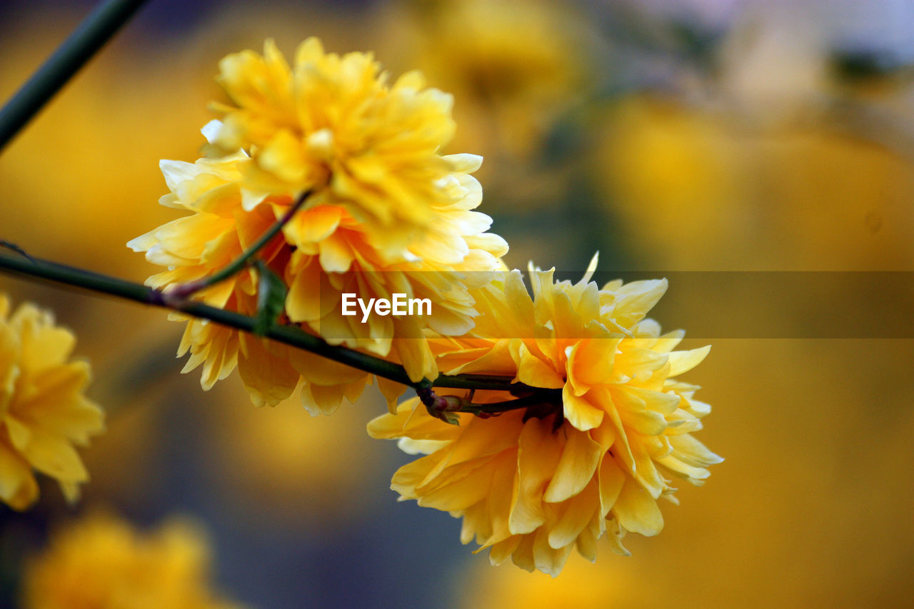 Close-up of yellow flowers blooming outdoors