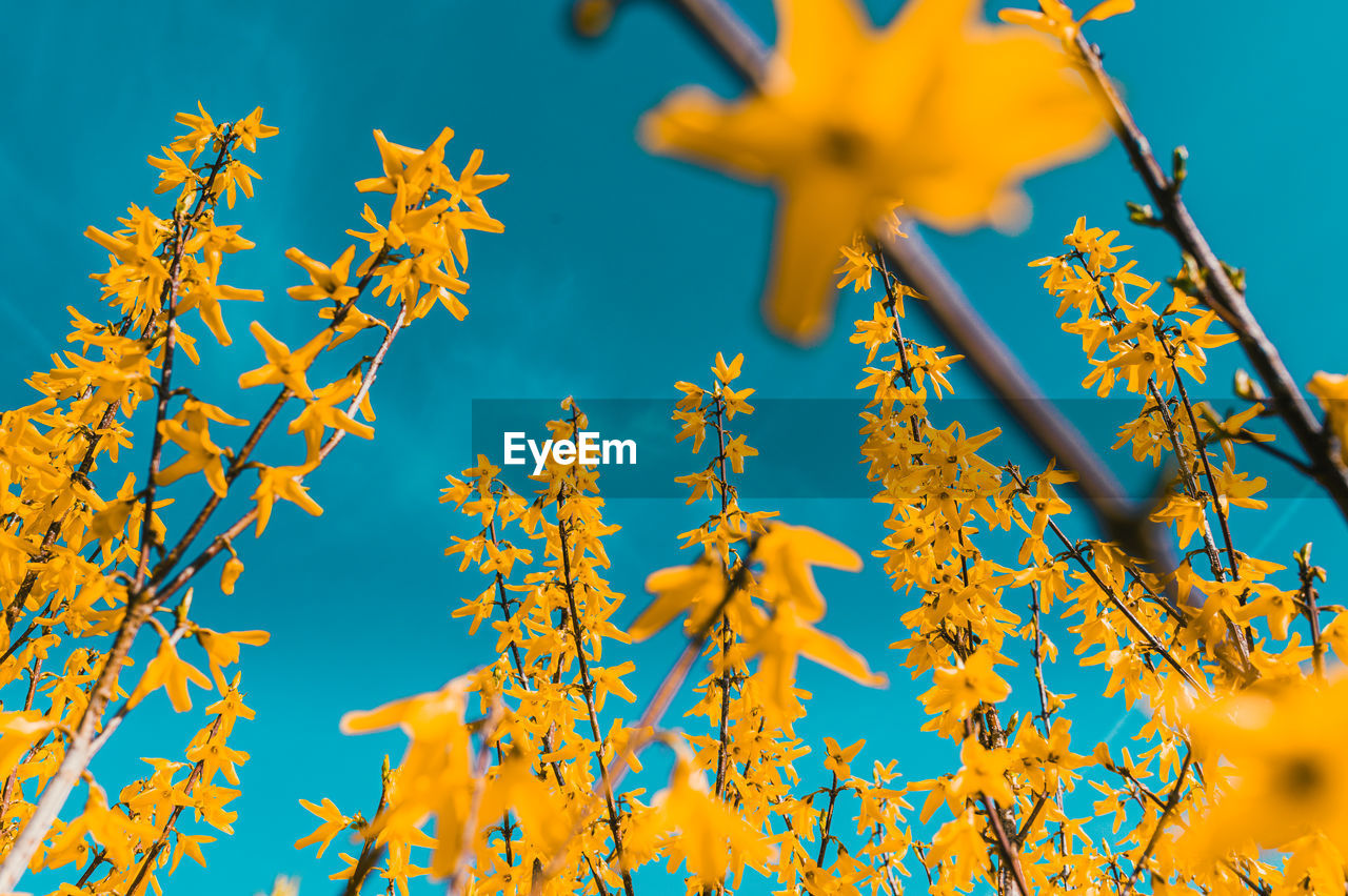 LOW ANGLE VIEW OF FLOWERING PLANTS AGAINST BLUE SKY