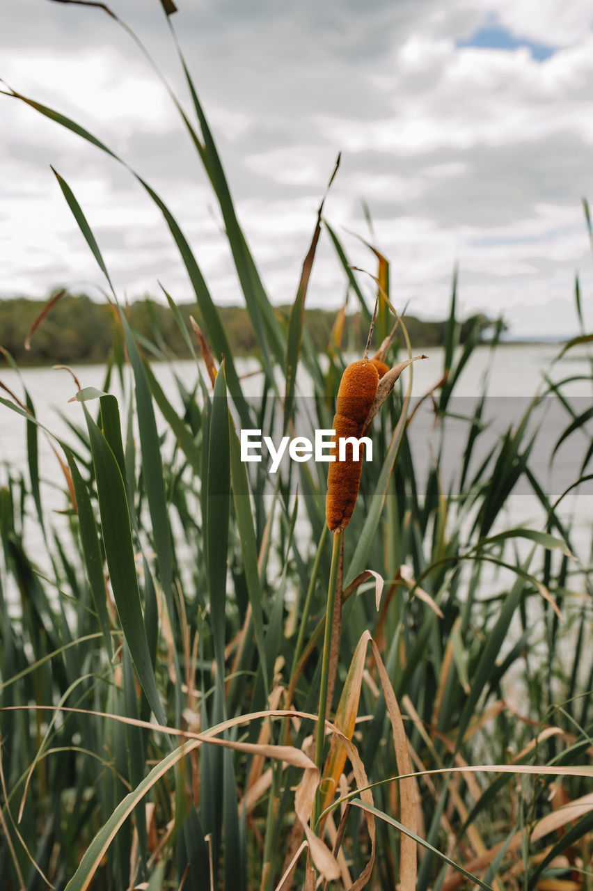 Cattail in the natural environment on the lake. selective focus